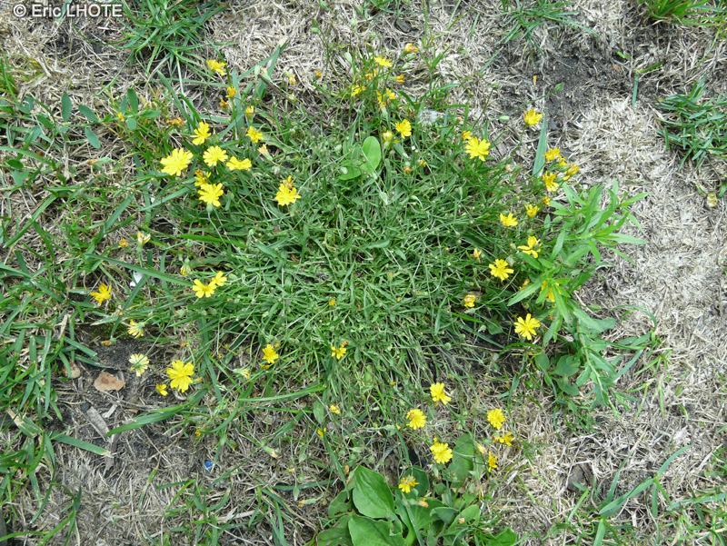 Asteraceae - Hieracium lactucella - Epervi&egrave;re petite Laitue, Epervi&egrave;re auricule