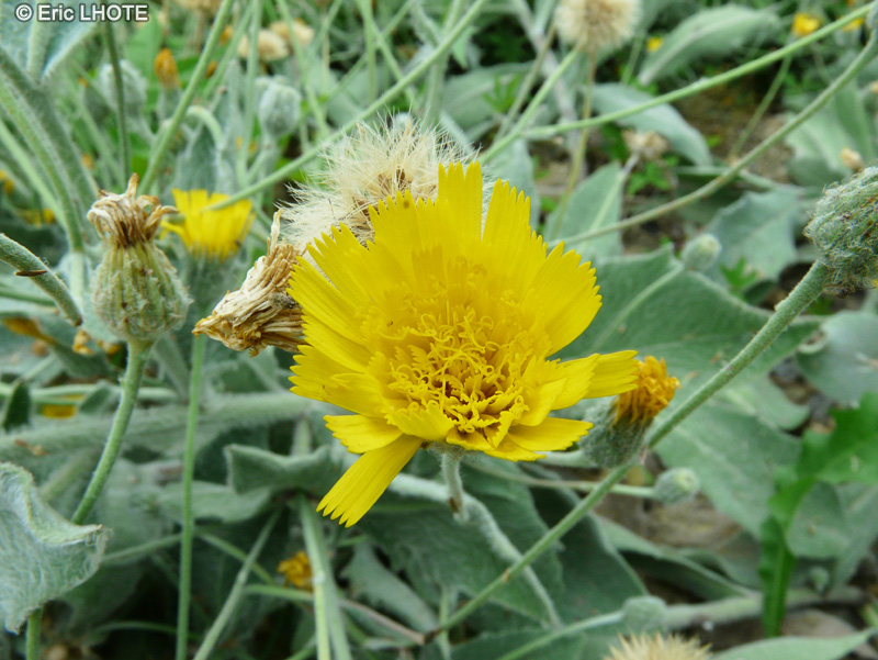 - Hieracium lanatum - 