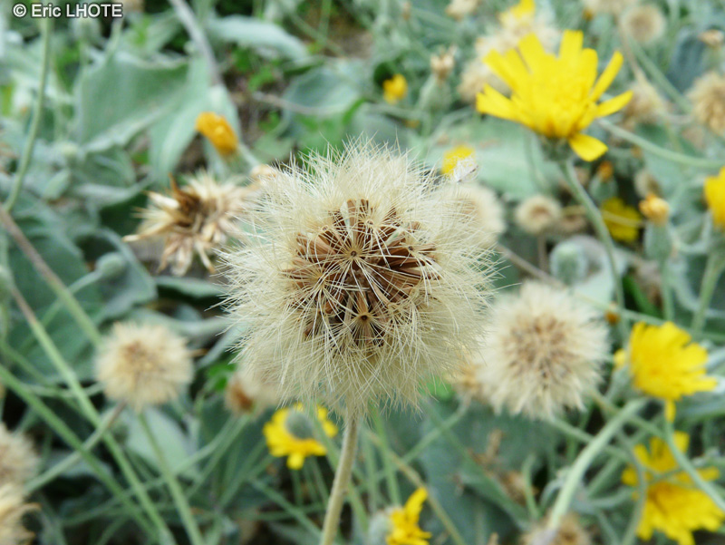  - Hieracium lanatum - 