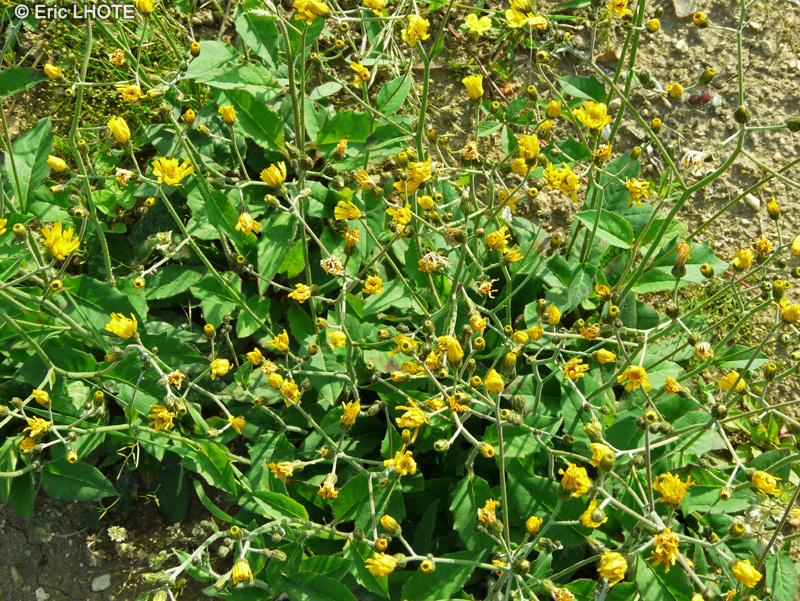 Asteraceae - Hieracium murorum - Epervi&egrave;re des murs