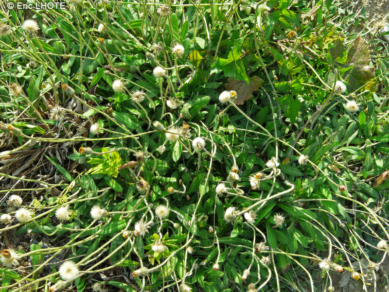  - Hieracium pilosella - 