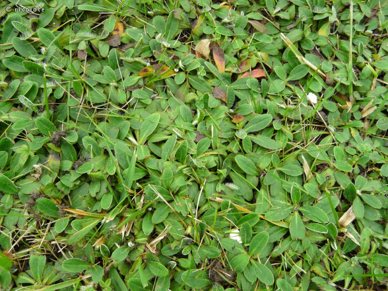  - Hieracium pilosella - 