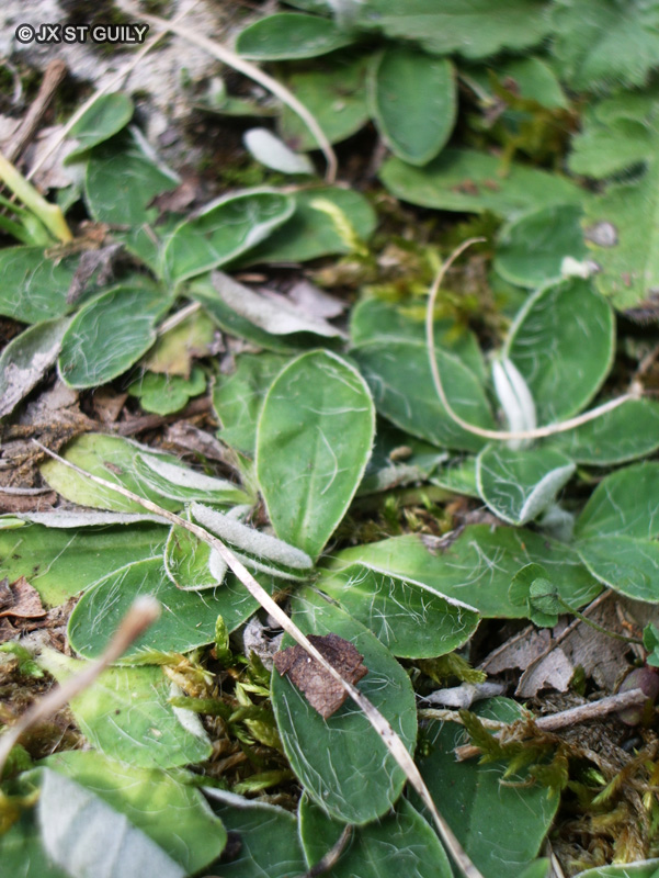 Asteraceae - Hieracium pilosella - Epervi&egrave;re piloselle, Oreille de souris