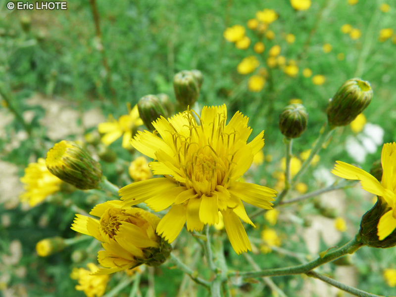  - Hieracium sabaudum - 
