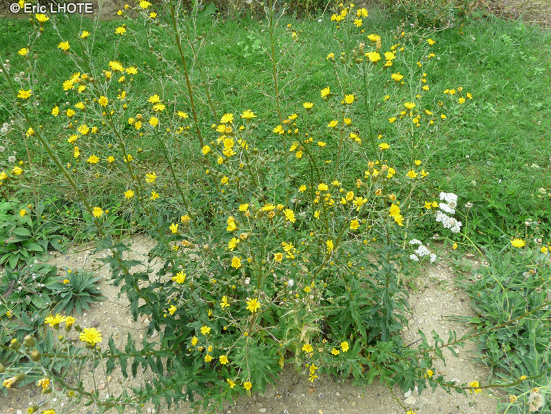 Asteraceae - Hieracium sabaudum - Epervi&egrave;re de Savoie
