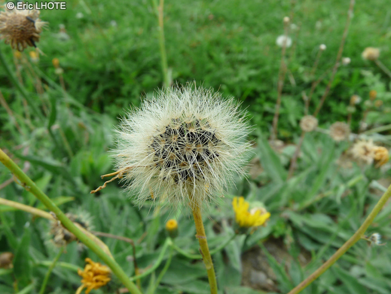  - Hieracium villosum - 