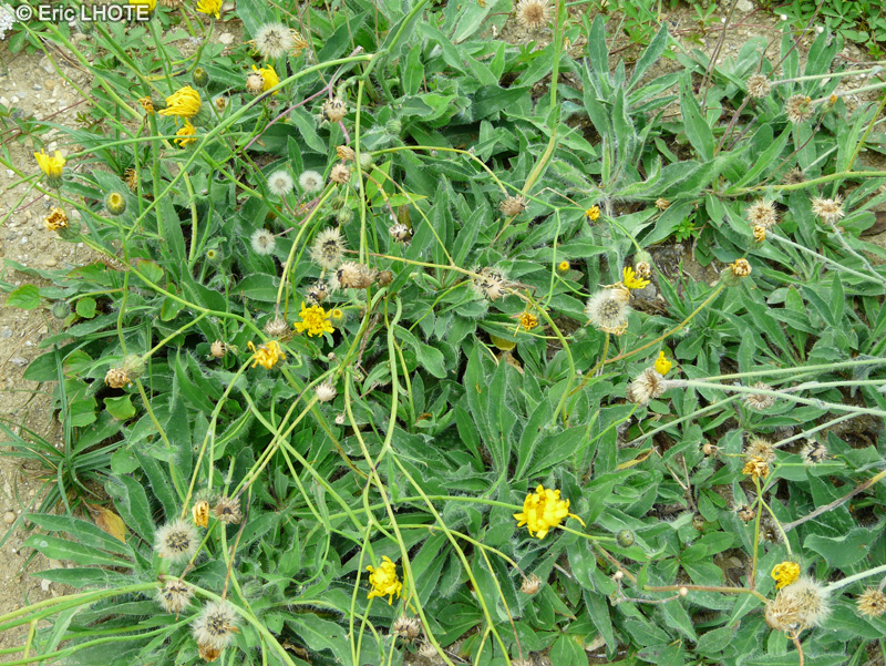  - Hieracium villosum - 
