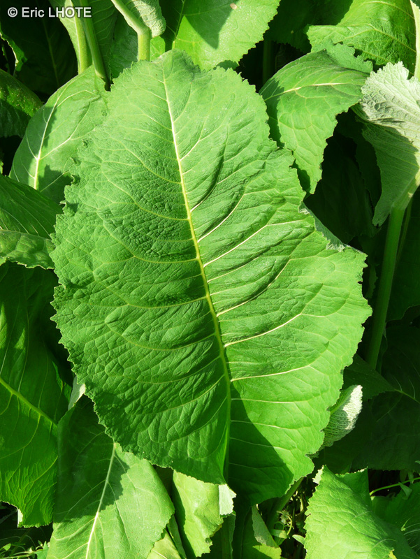  - Inula helenium - 