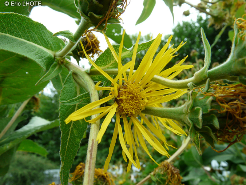 - Inula helenium - 
