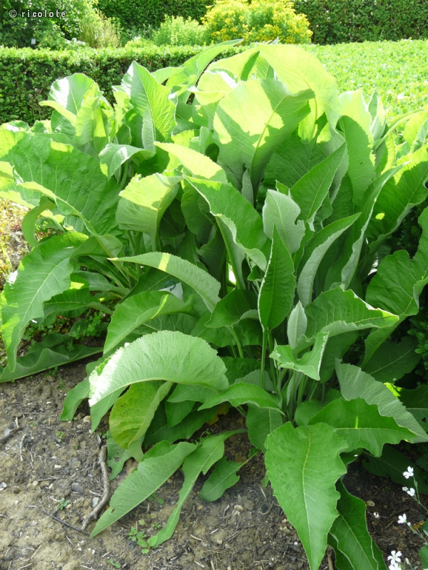  - Inula helenium - 