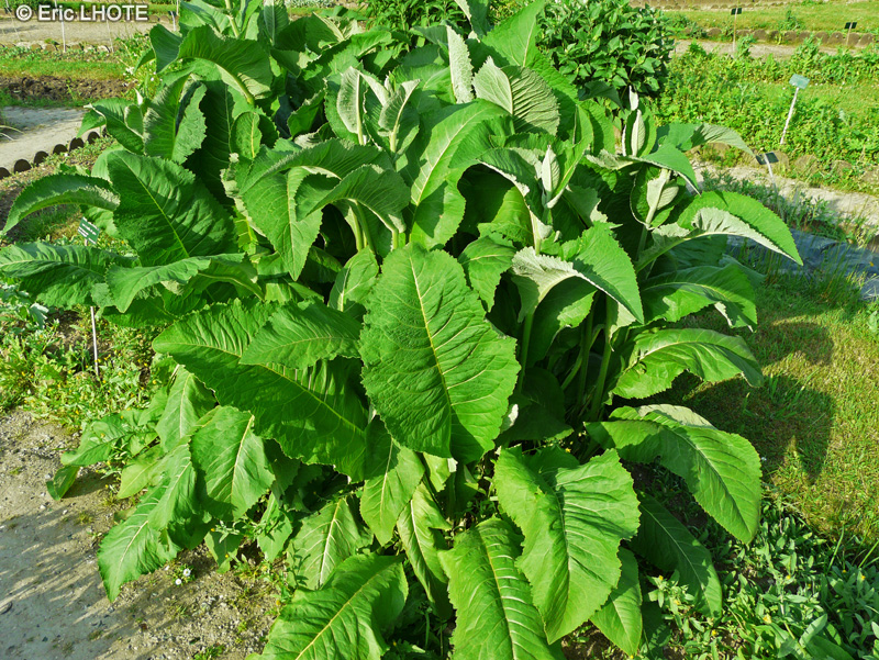 Asteraceae - Inula helenium - Inule aulnée, Grande Aunée, Enule-campagne, Oeil de cheval