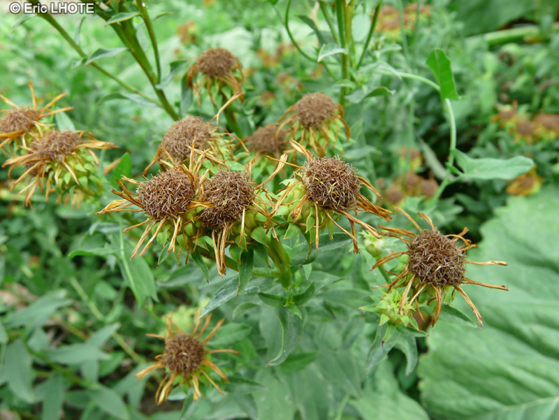  - Inula spiraeifolia - 