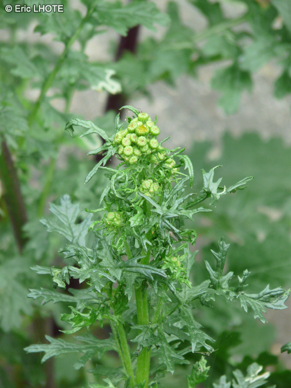  - Jacobaea vulgaris, Senecio jacobaea - 