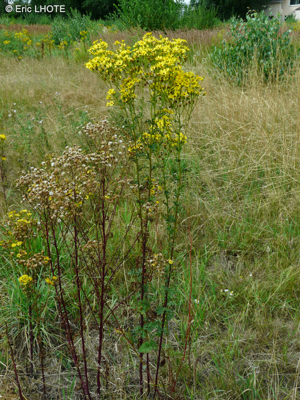  - Jacobaea vulgaris, Senecio jacobaea - 