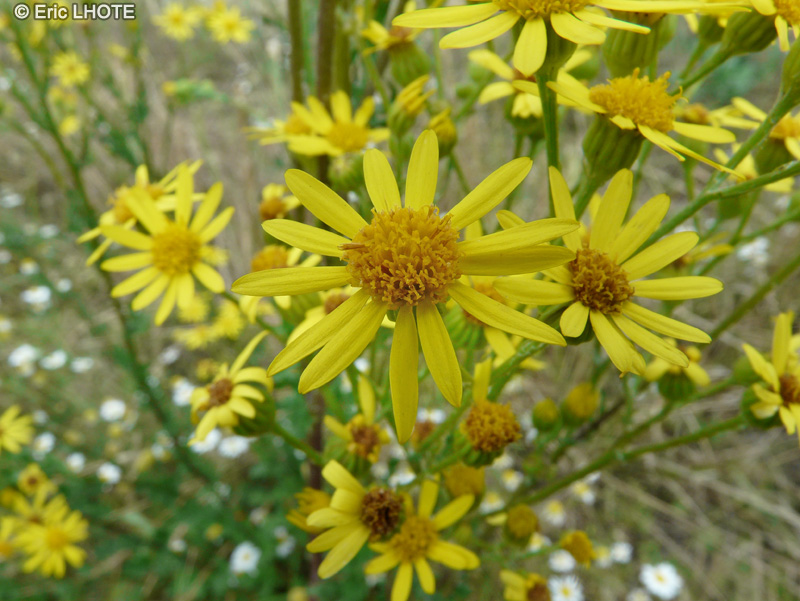  - Jacobaea vulgaris, Senecio jacobaea - 