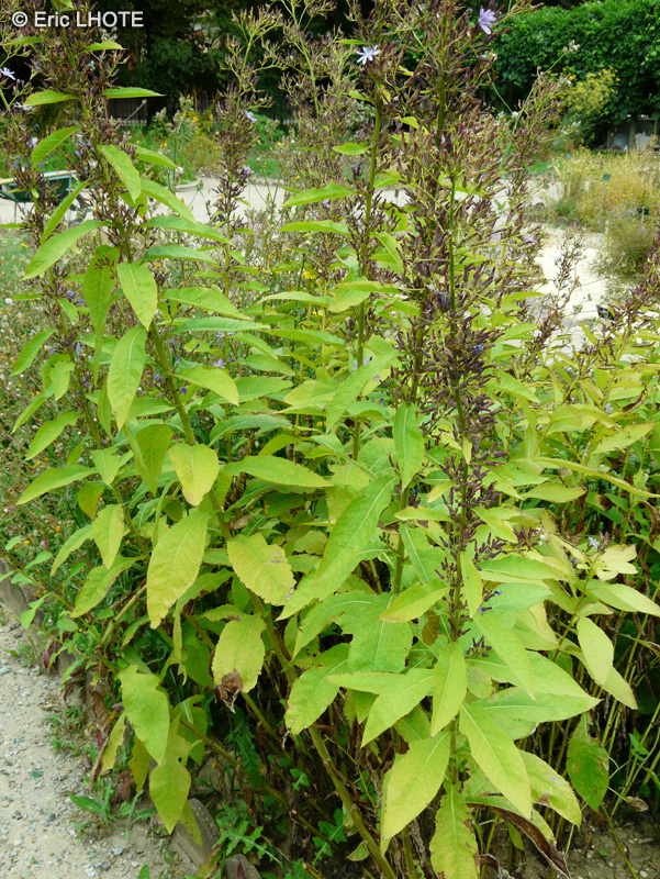  - Lactuca bourgaei, Cicerbita bourgaei, Mulgedium bourgaei - 