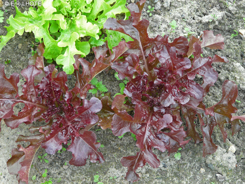  - Lactuca quercina - 
