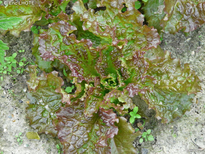 Asteraceae - Lactuca sativa var. capitata Rouge Grenobloise - Laitue Batavia rouge Grenobloise