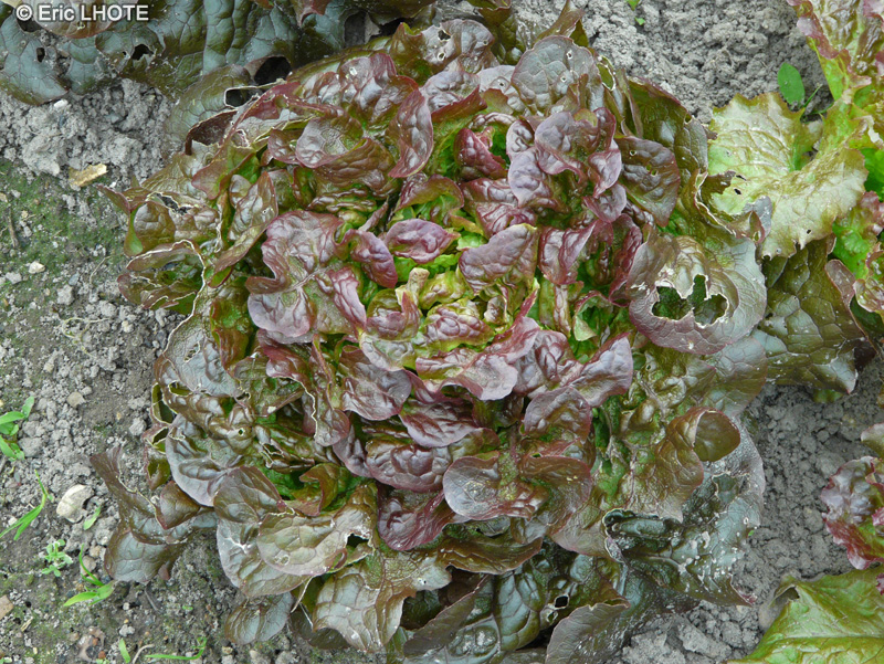 Asteraceae - Lactuca sativa var. capitata Rouge - Laitue Batavia rouge