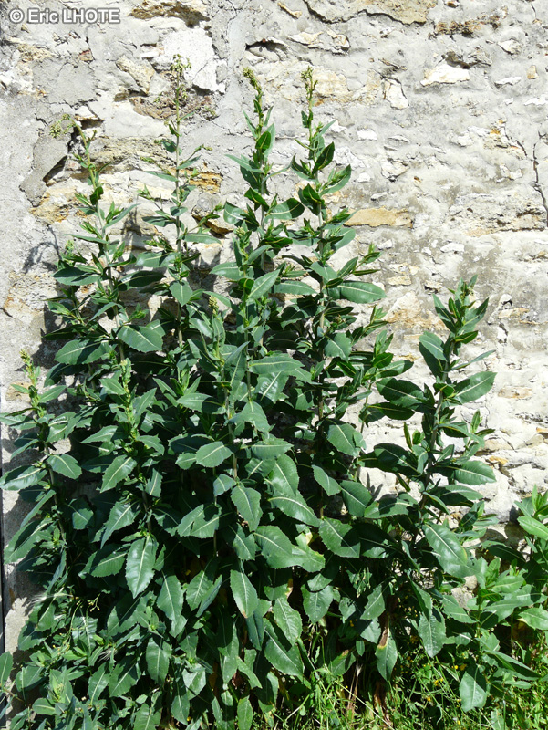  - Lactuca virosa - 