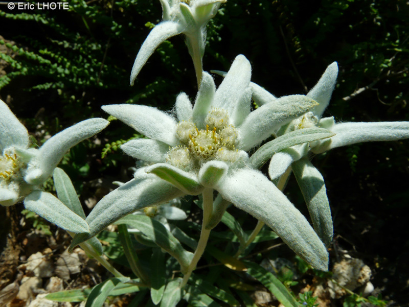  - Leontopodium alpinum - 