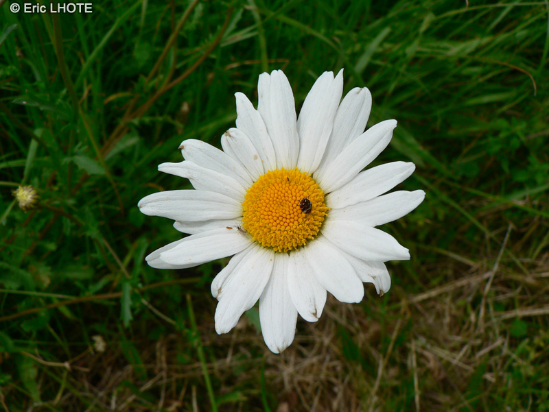 Asteraceae - Leucanthemum vulgare - Marguerite commune