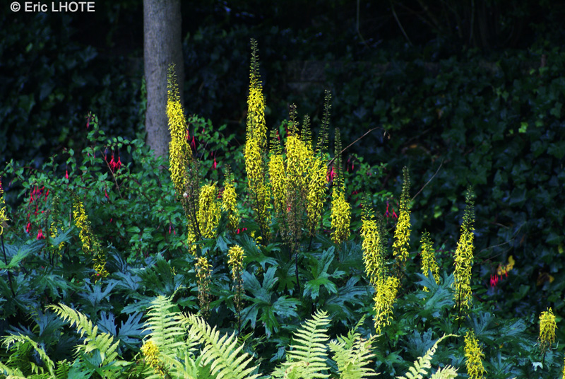  - Ligularia przewalskii - 