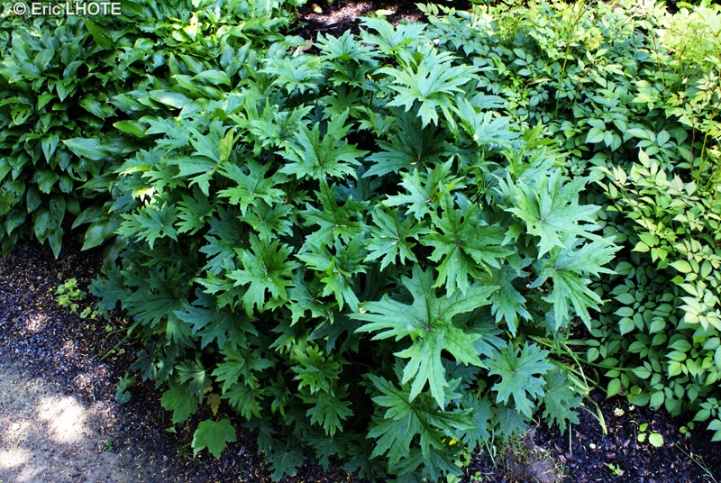  - Ligularia przewalskii - 