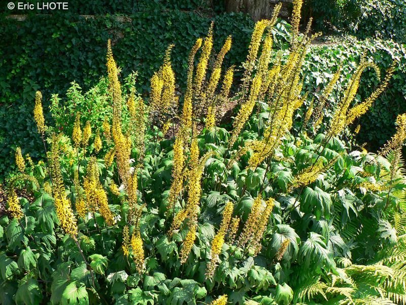  - Ligularia przewalskii - 