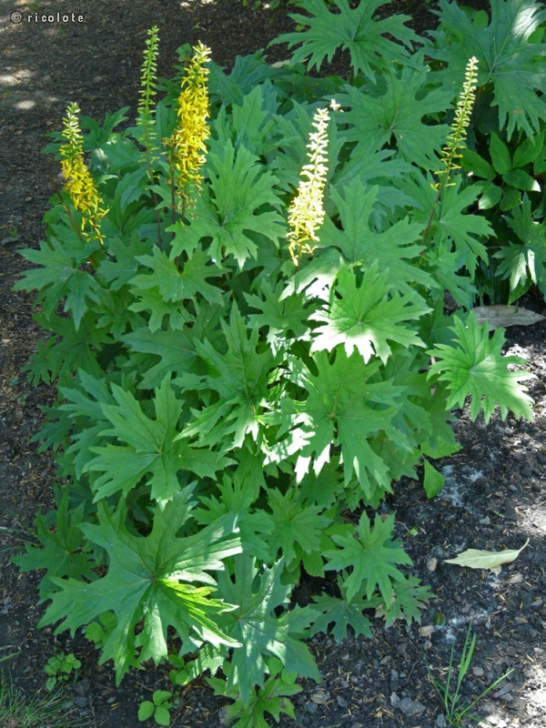  - Ligularia przewalskii - 