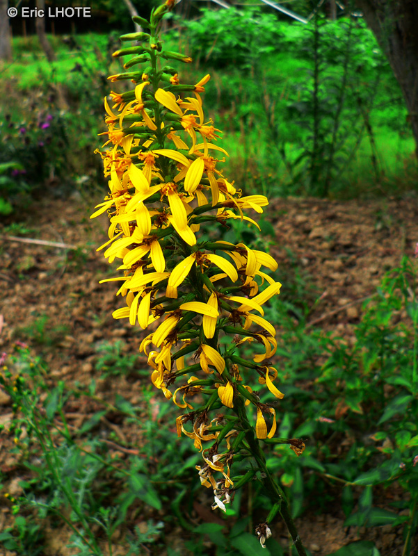  - Ligularia stenocephala The Rocket - 