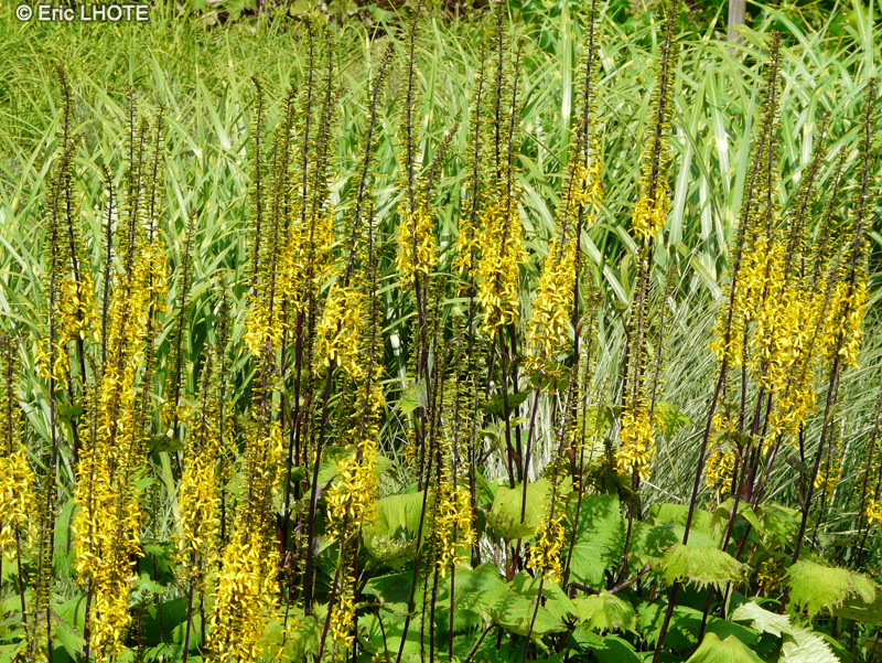  - Ligularia stenocephala The Rocket - 