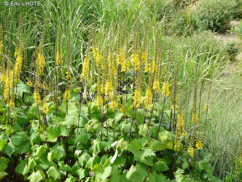  - Ligularia stenocephala The Rocket - 