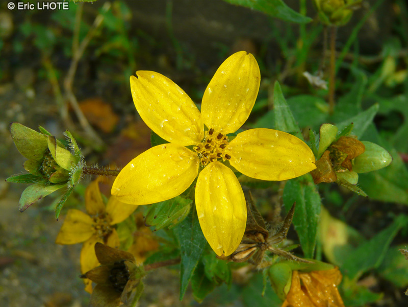  - Lindheimera texana - 