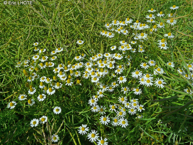  - Matricaria recutita, Matricaria chamomilla - 