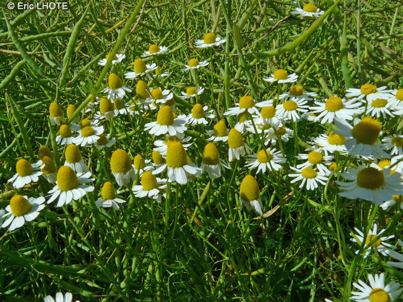 Asteraceae - Matricaria recutita, Matricaria chamomilla - Camomille sauvage