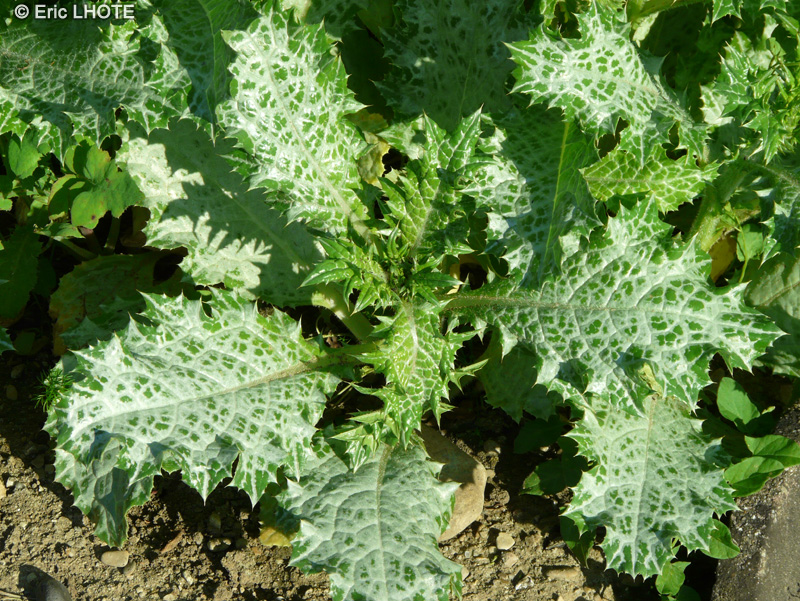  - Notobasis Syriaca, Cirsium syriacum - 