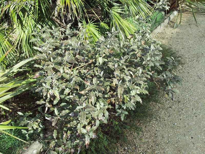  - Olearia macrodonta - 