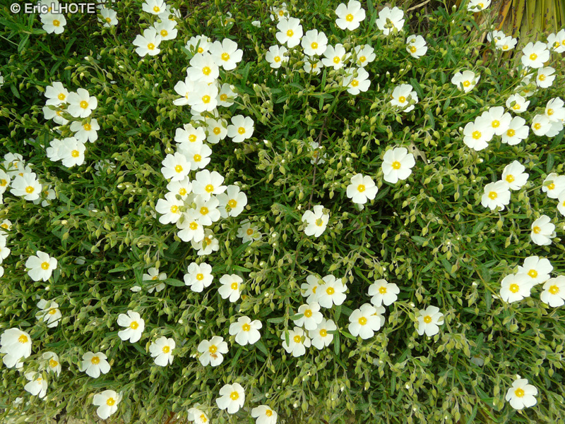 Asteraceae - Olearia macrodonta - Houx de Nouvelle-Z&eacute;lande