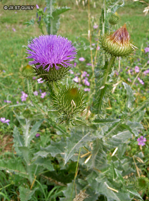 Asteraceae - Onopordum acanthium - Pet d’âne, Chardon aux ânes, Onopordon fausse-Acanthe