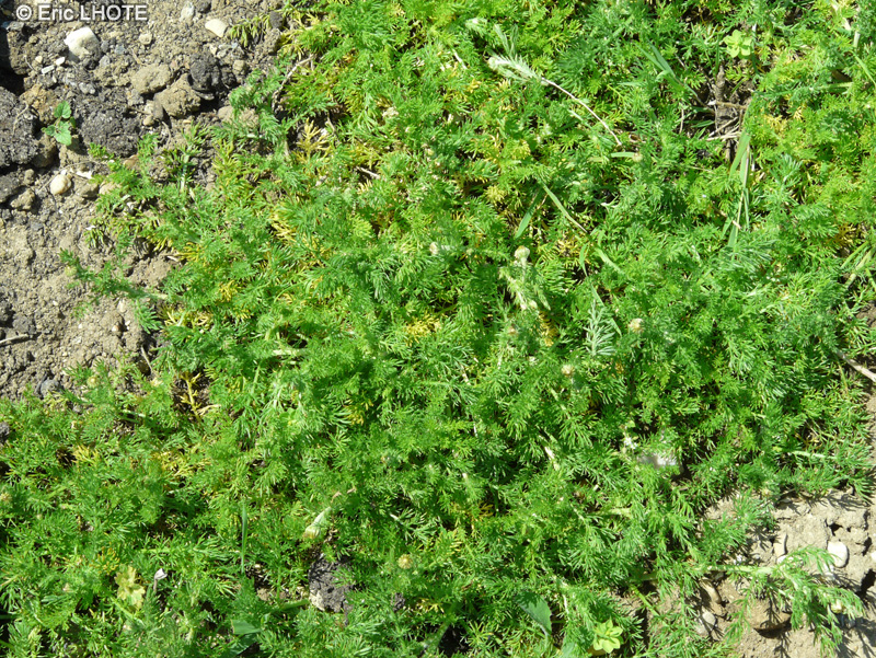 Asteraceae - Ormenis nobilis, Chamaemelum nobile - Camomille Romaine