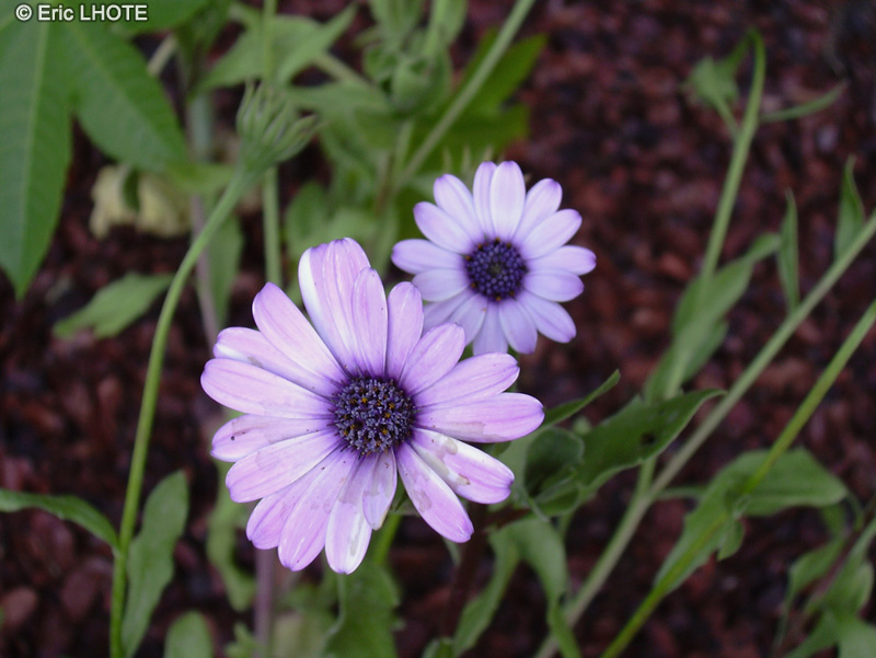  - Osteospermum ecklonis - 