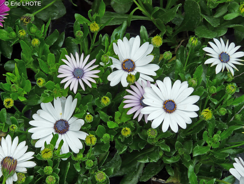Asteraceae - Osteospermum ecklonis - Dimorphotéca, Souci pluvial, Marguerite du Cap