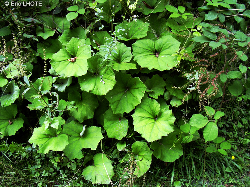 Asteraceae - Petasites albus - P&eacute;tasite blanc