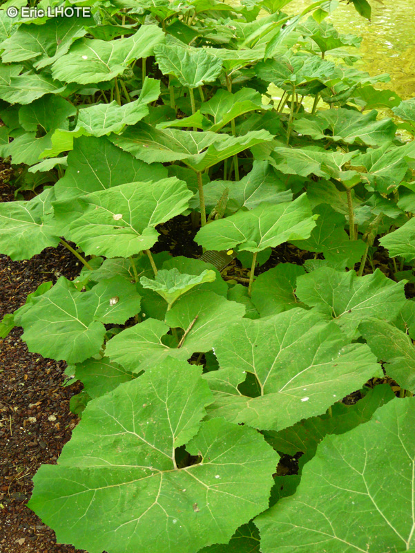 Asteraceae - Petasites hybridus - Grand p&eacute;tasite, P&eacute;tasite hybride, Chapeli&egrave;re, Grand pas d&rsquo;&acirc;ne