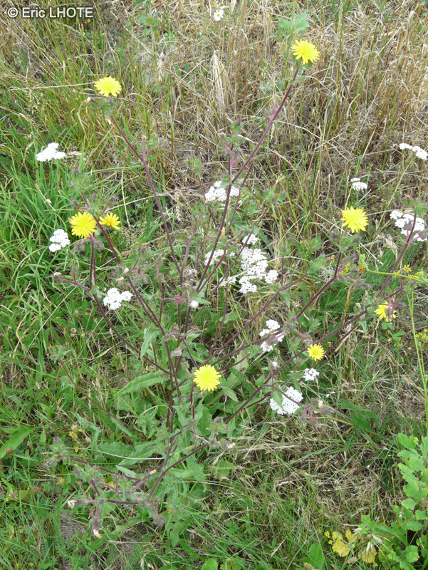 - Picris echioides - 