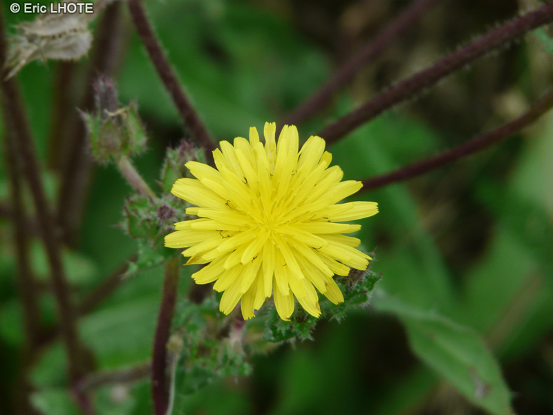 Asteraceae - Picris echioides - Picride fausse-Vipérine