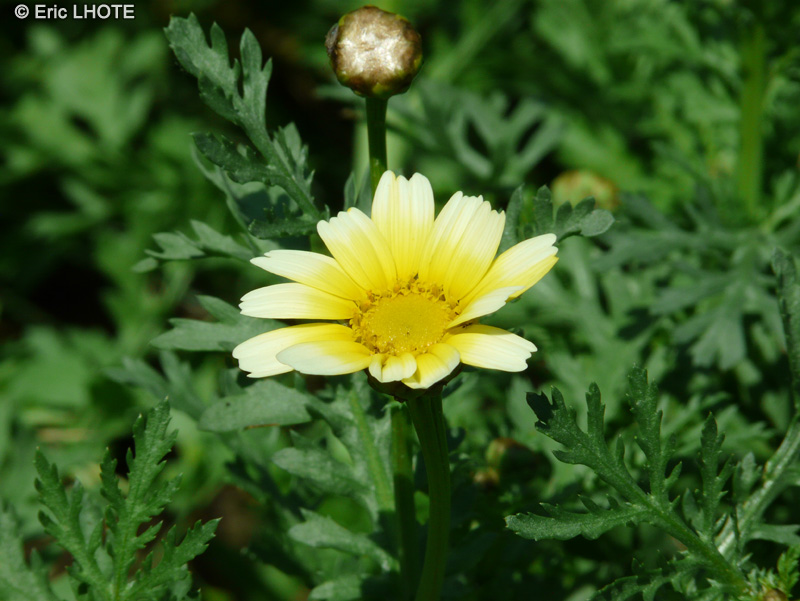  - Pinardia coronaria - 