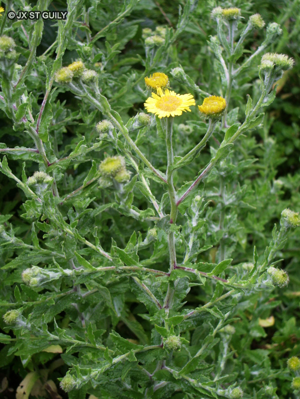 Asteraceae - Pulicaria dysenterica - Pulicaire dysentérique
