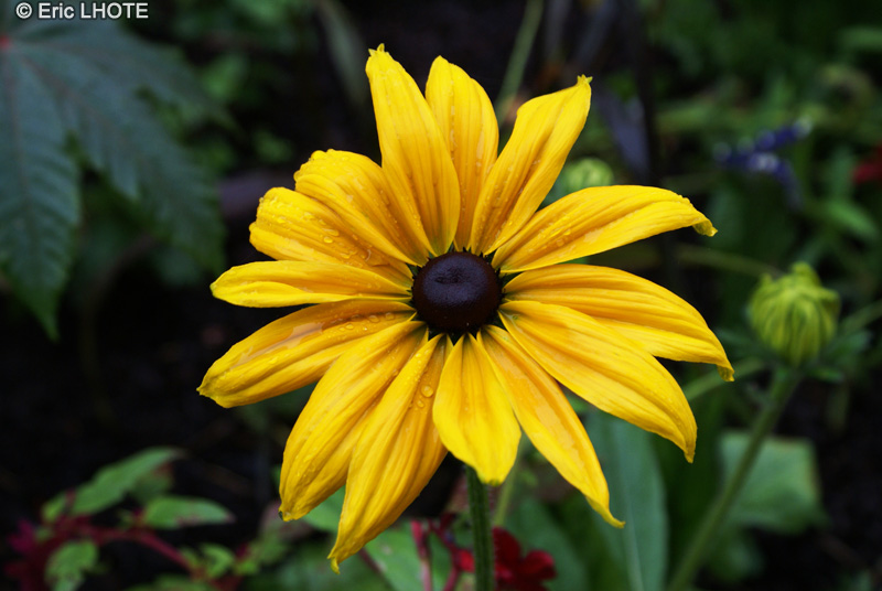  - Rudbeckia hirta - 